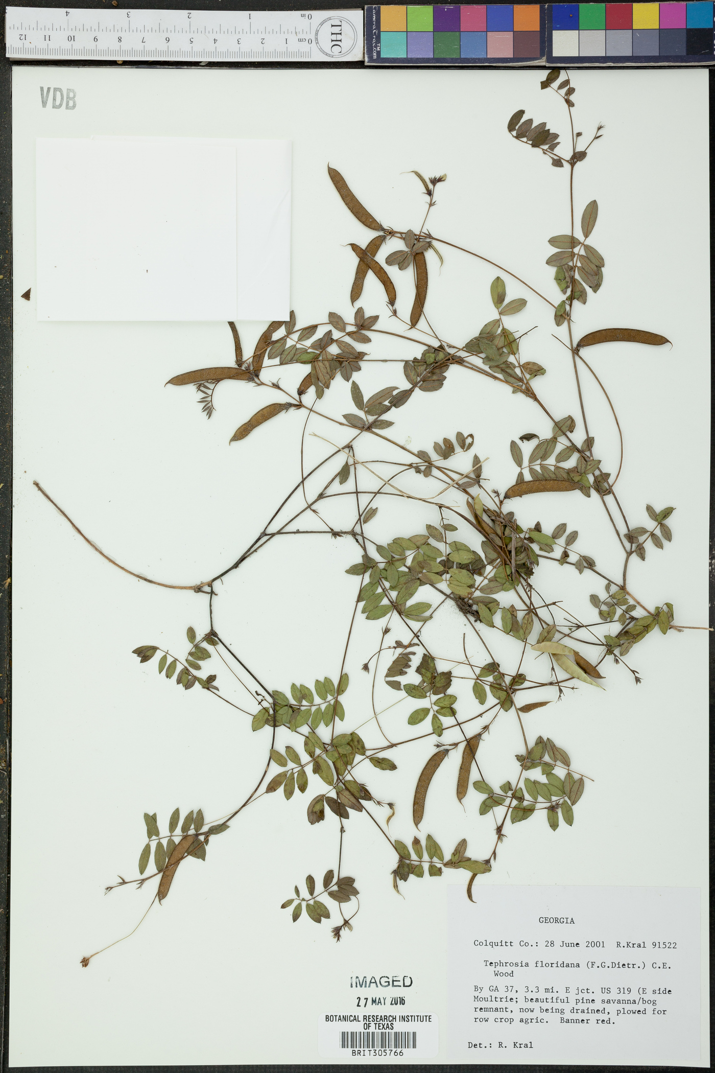 Tephrosia floridana image