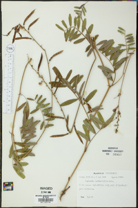 Tephrosia onobrychoides image
