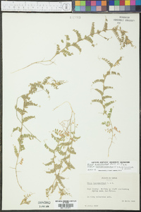 Vicia ludoviciana image