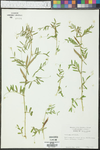 Vicia sativa subsp. nigra image