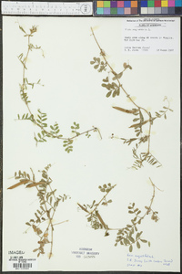 Vicia sativa subsp. nigra image