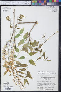Rehsonia floribunda image