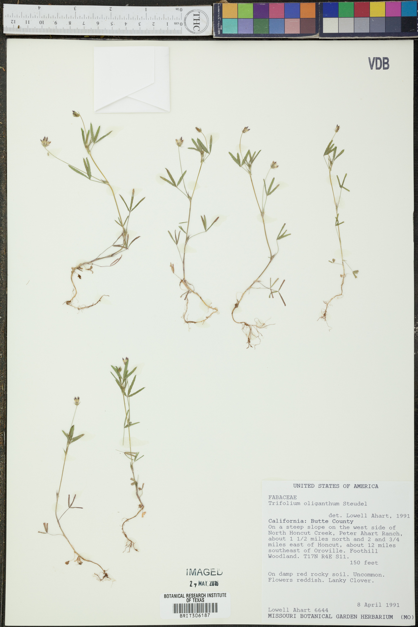 Trifolium oliganthum image