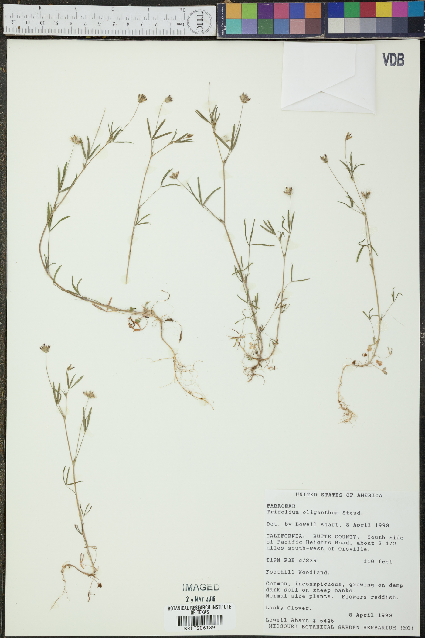 Trifolium oliganthum image