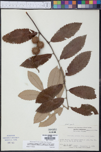 Castanea pumila var. pumila image