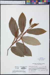 Castanea pumila var. pumila image