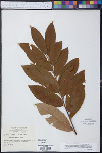 Castanea pumila var. pumila image