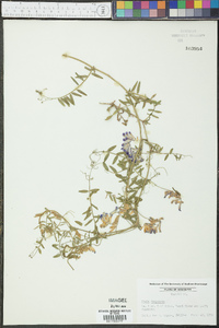 Vicia villosa subsp. varia image