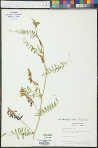 Vicia villosa subsp. varia image