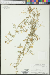 Vicia ludoviciana image