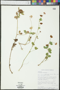 Trifolium reflexum image