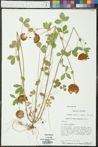 Trifolium reflexum image