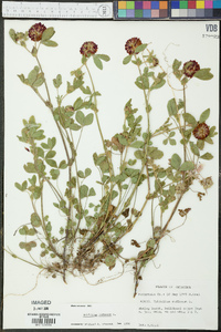 Trifolium reflexum image