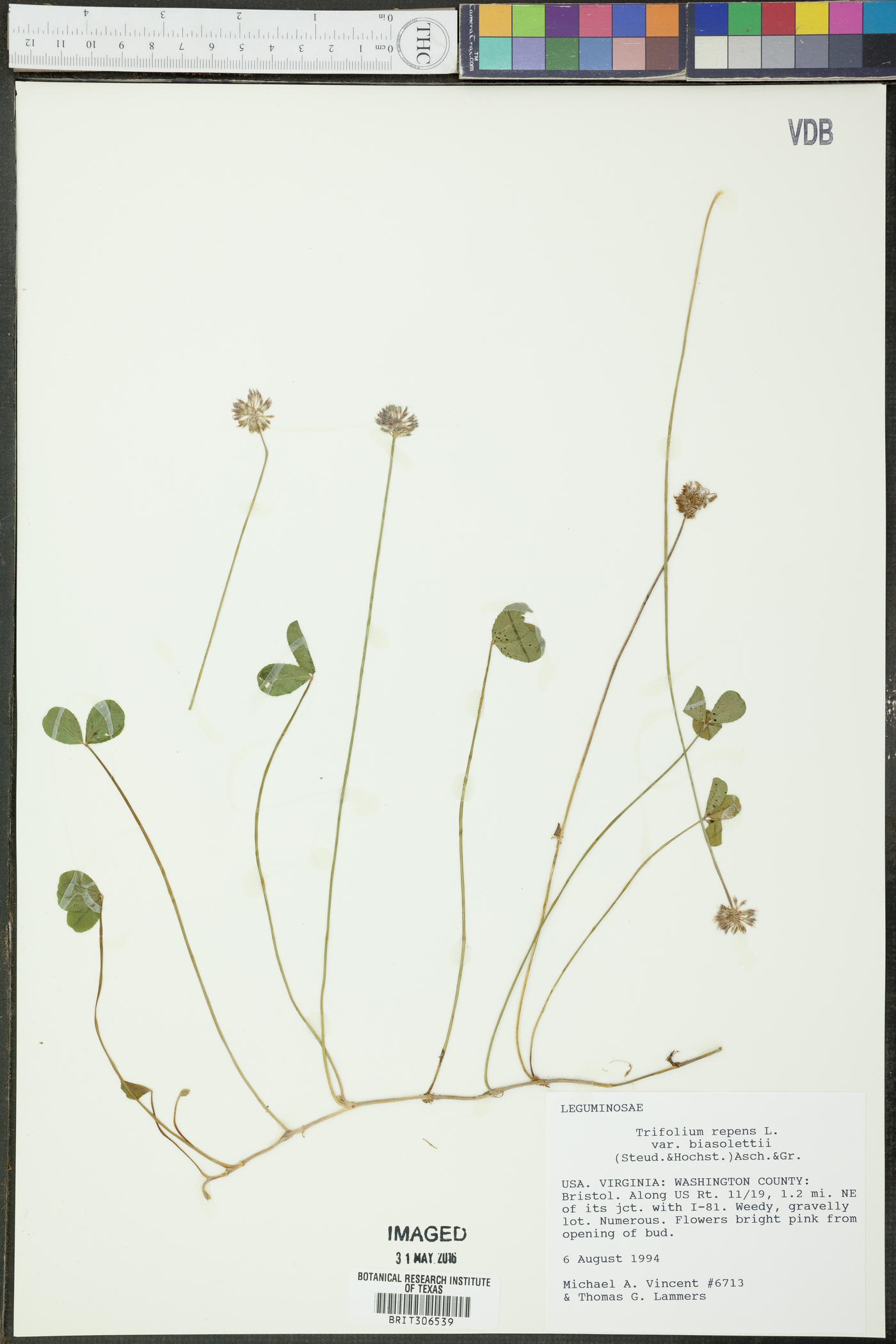 Trifolium repens var. biasolettii image