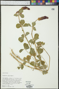 Trifolium incarnatum image