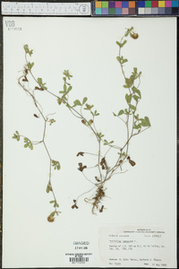 Trifolium lappaceum image