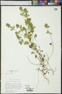 Trifolium lappaceum image