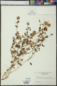 Trifolium lappaceum image