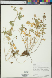 Trifolium nigrescens image