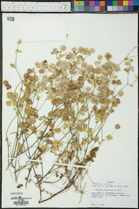 Trifolium nigrescens image