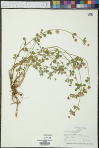 Trifolium resupinatum image