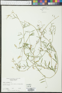 Vicia acutifolia image