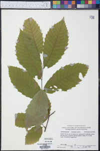 Castanea dentata image