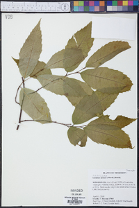 Castanea dentata image