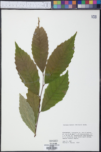 Castanea dentata image