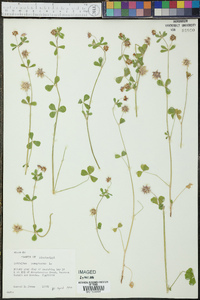 Trifolium resupinatum image