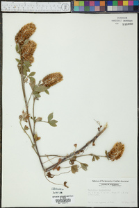 Trifolium vesiculosum image