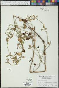 Trifolium vesiculosum image