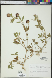 Trifolium wormskioldii image