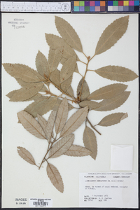 Lithocarpus densiflorus image