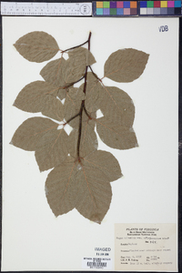 Fagus sylvatica image