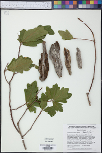 Quercus austrina image