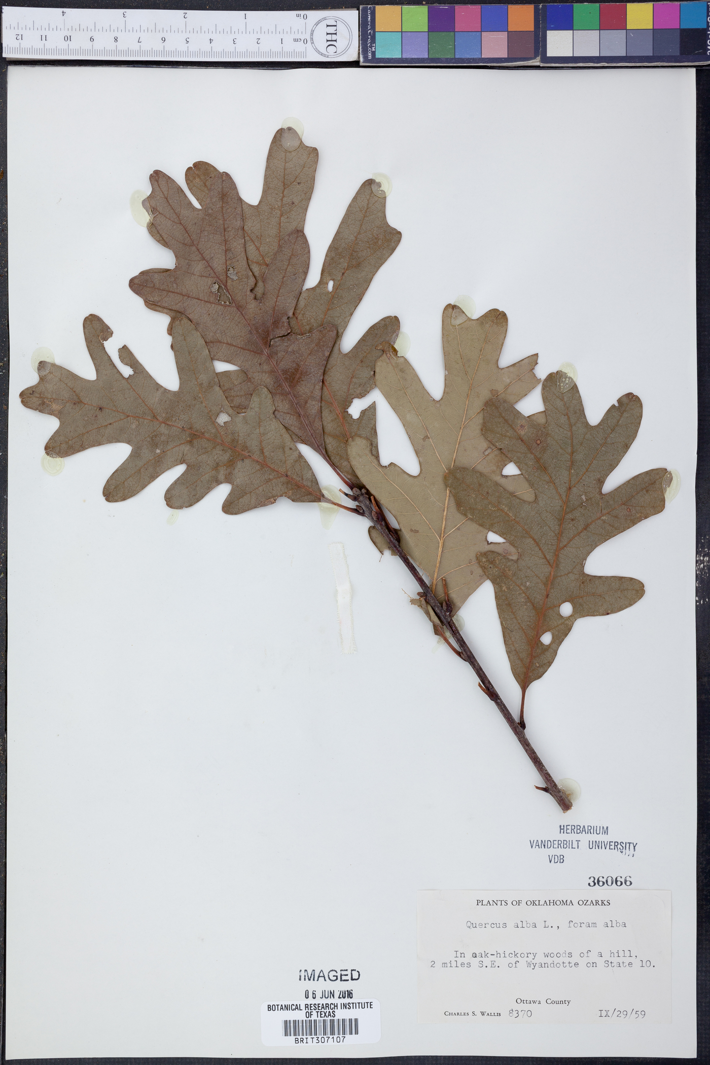Quercus alba f. alba image