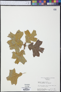 Quercus sinuata image