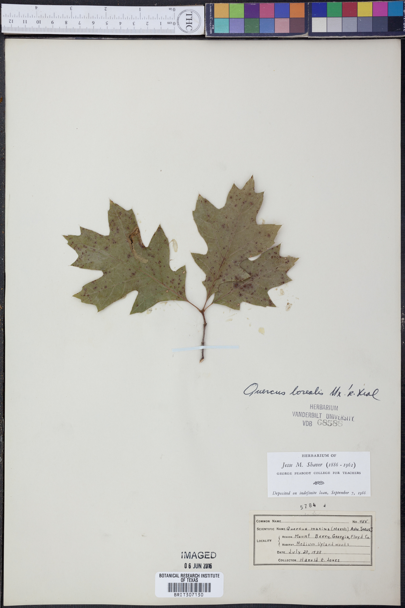 Quercus borealis image