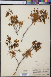 Quercus buckleyi image