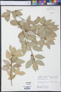 Quercus chrysolepis image