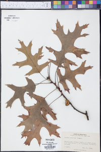 Quercus coccinea image