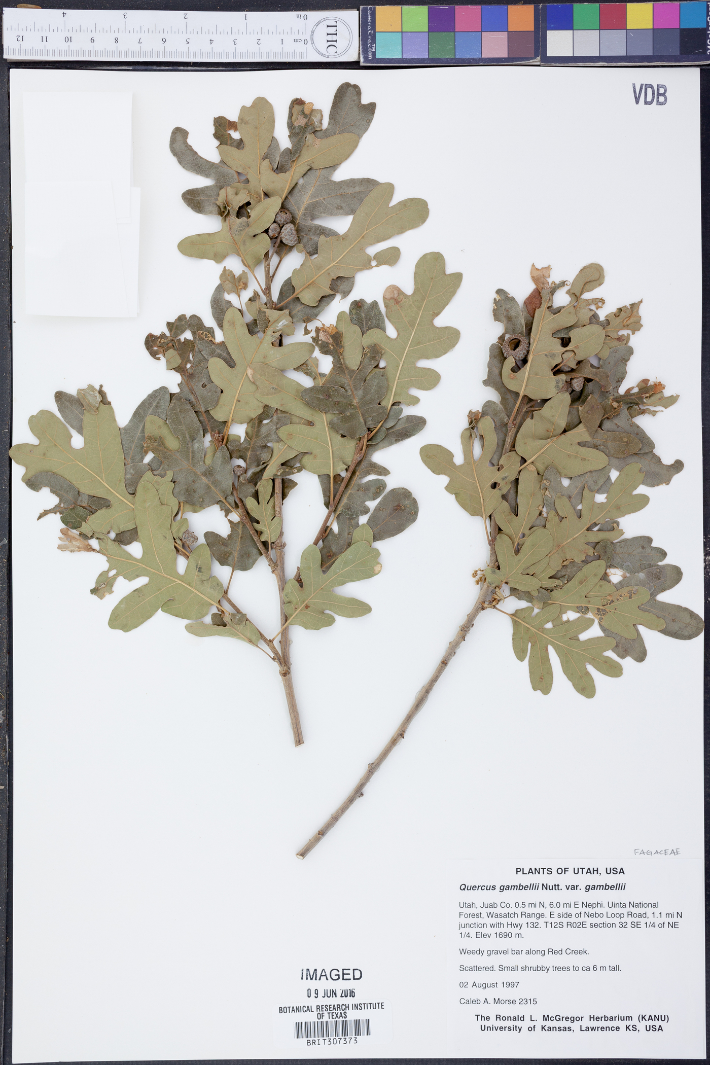 Quercus gambelii var. gambelii image