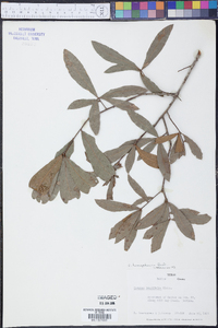 Quercus hemisphaerica image