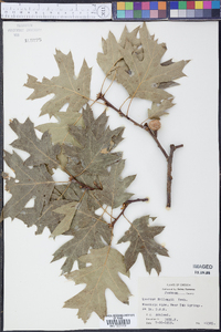 Quercus kelloggii image