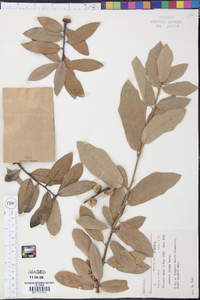 Quercus incana image