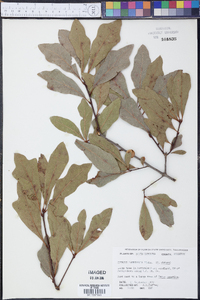 Quercus laurifolia image