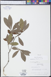 Quercus laurifolia image