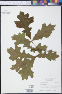 Quercus lyrata image