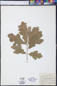 Quercus margaretta image